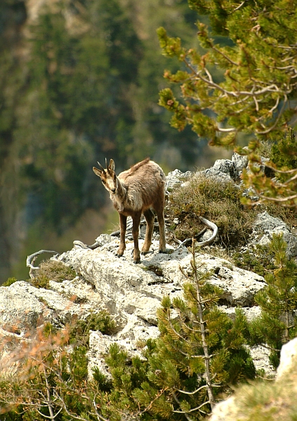 Camoscio d''Abruzzo Rupicapra pyrenaica ornata